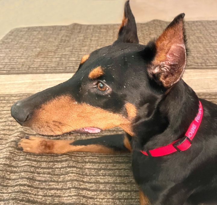 Dog for adoption - Cindy, a Doberman Pinscher in Atlanta, GA | Petfinder