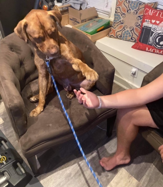 Vinny, an adoptable Labrador Retriever Mix in Twinsburg, OH_image-2