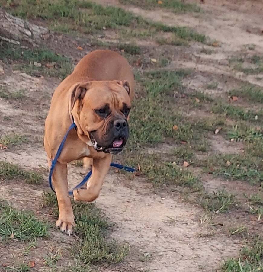 Marlee, an adoptable English Bulldog in Wilson, NC, 27893 | Photo Image 2