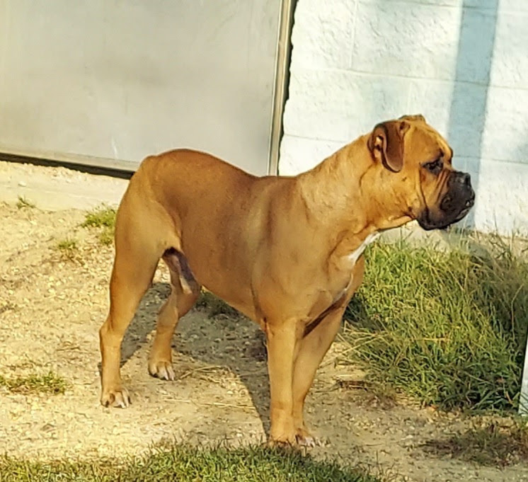 Marlee, an adoptable English Bulldog in Wilson, NC, 27893 | Photo Image 1