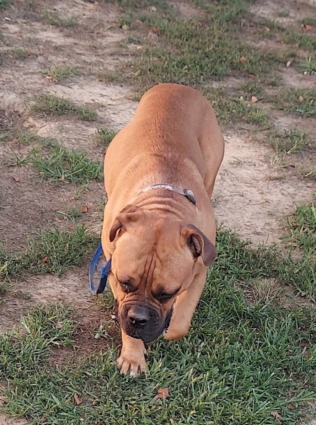 Marlee, an adoptable English Bulldog in Wilson, NC, 27893 | Photo Image 3