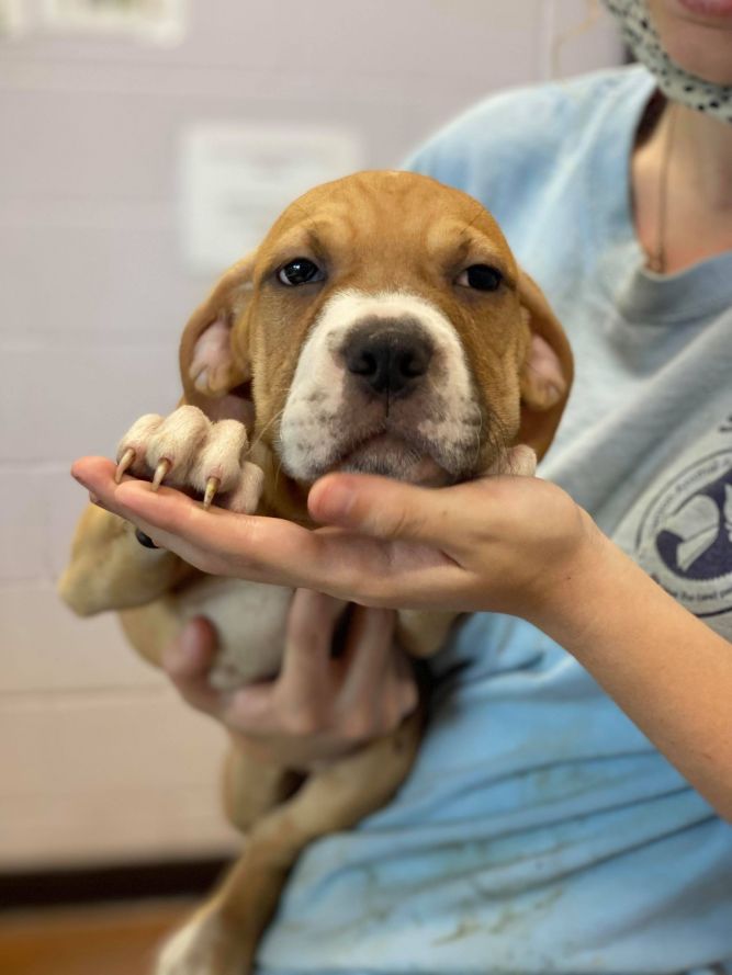 Dog for adoption Sedona, an American Bulldog in Baton