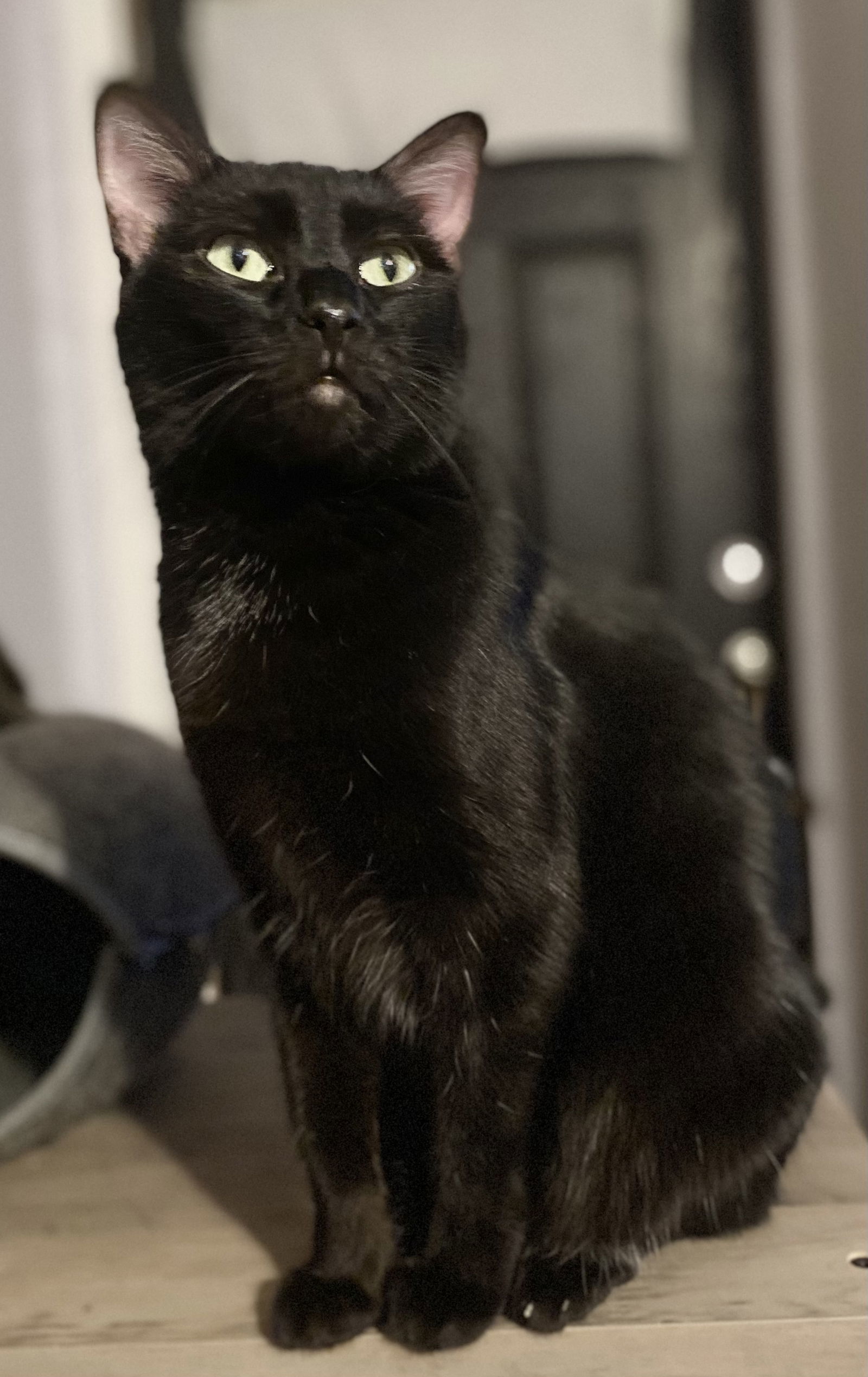 Anna, an adoptable Domestic Short Hair in Phoenix, AZ, 85023 | Photo Image 1