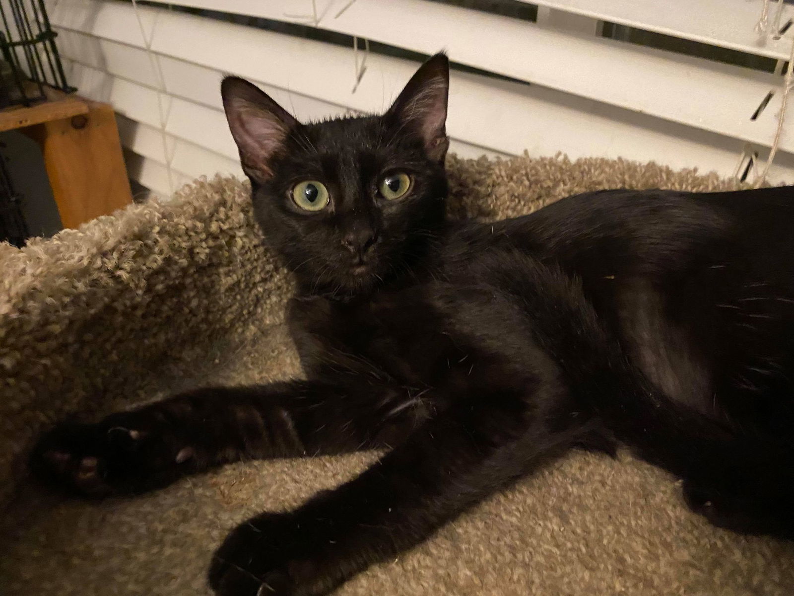 Anna, an adoptable Domestic Short Hair in Phoenix, AZ, 85023 | Photo Image 3