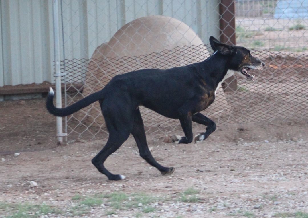 T-Bone, an adoptable Great Dane in Post, TX, 79356 | Photo Image 2