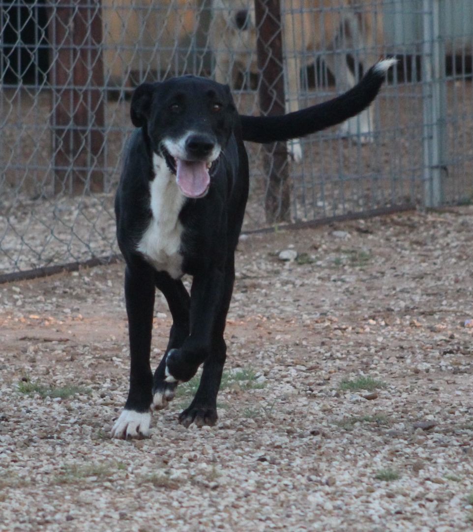 T-Bone, an adoptable Great Dane in Post, TX, 79356 | Photo Image 1