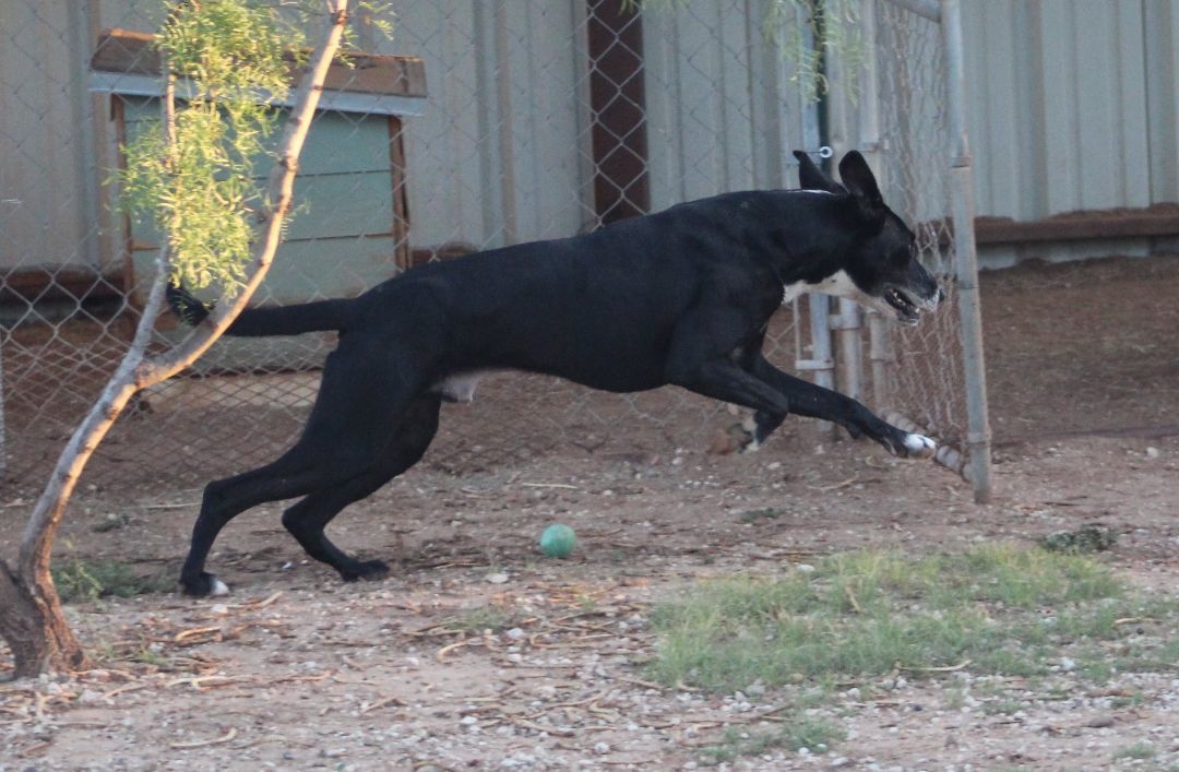 T-Bone, an adoptable Great Dane in Post, TX, 79356 | Photo Image 3