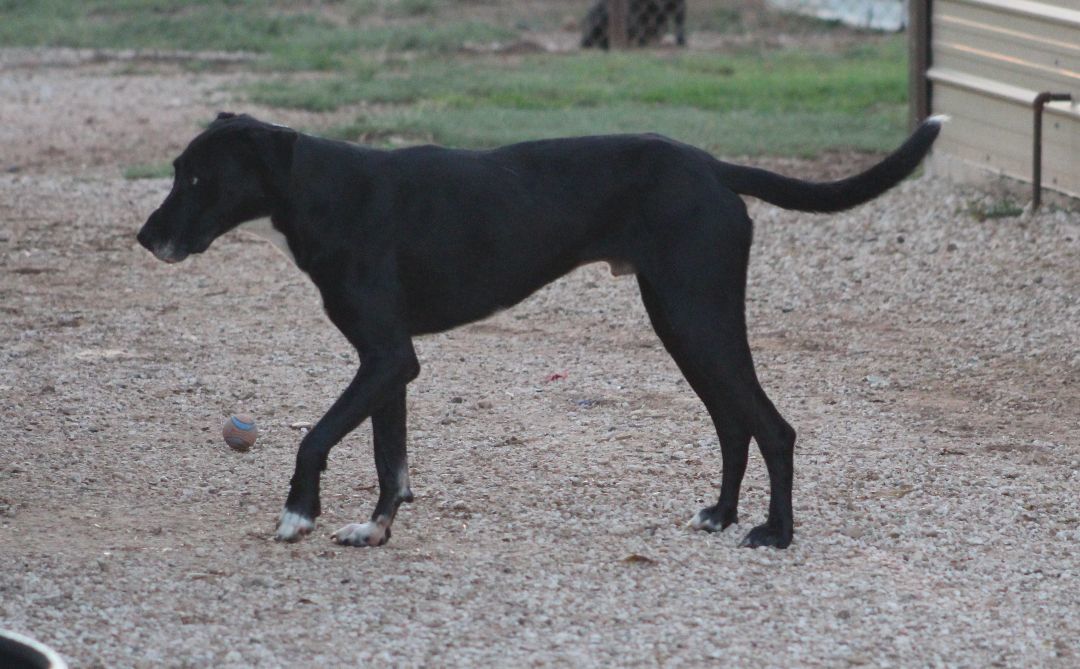 T-Bone, an adoptable Great Dane in Post, TX, 79356 | Photo Image 4