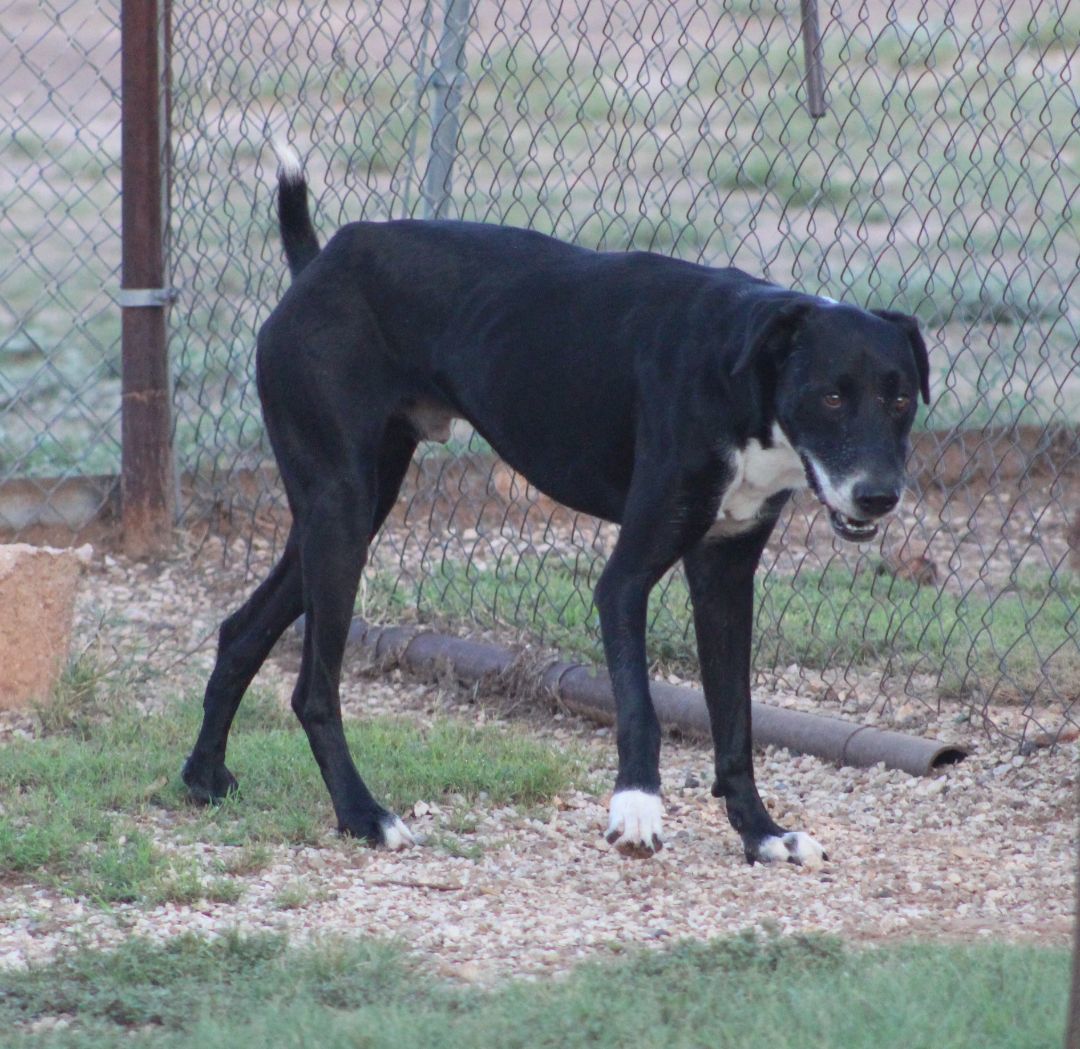 T-Bone, an adoptable Great Dane in Post, TX, 79356 | Photo Image 5