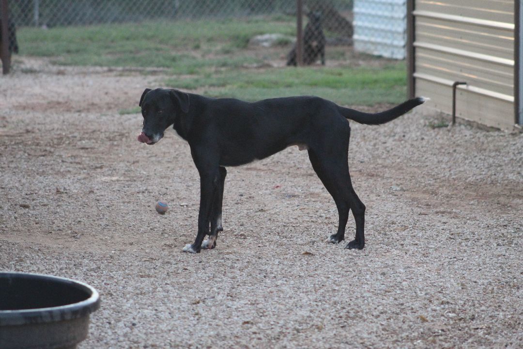T-Bone, an adoptable Great Dane in Post, TX, 79356 | Photo Image 6