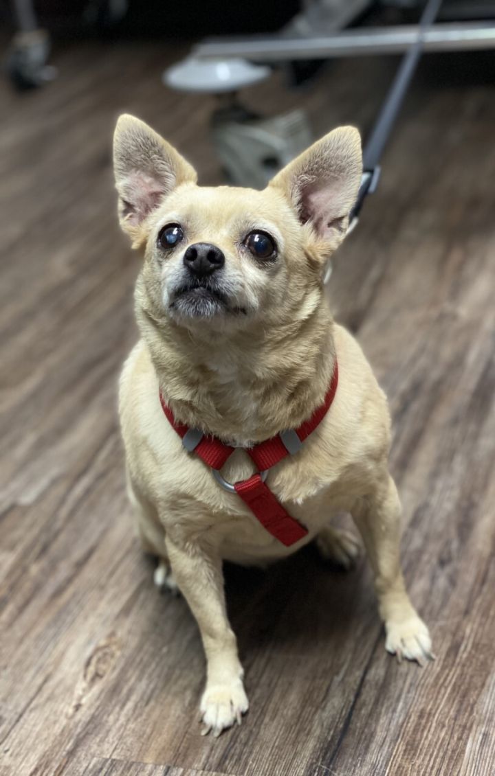 Chloie, an adoptable Chihuahua in Los Alamitos, CA_image-3