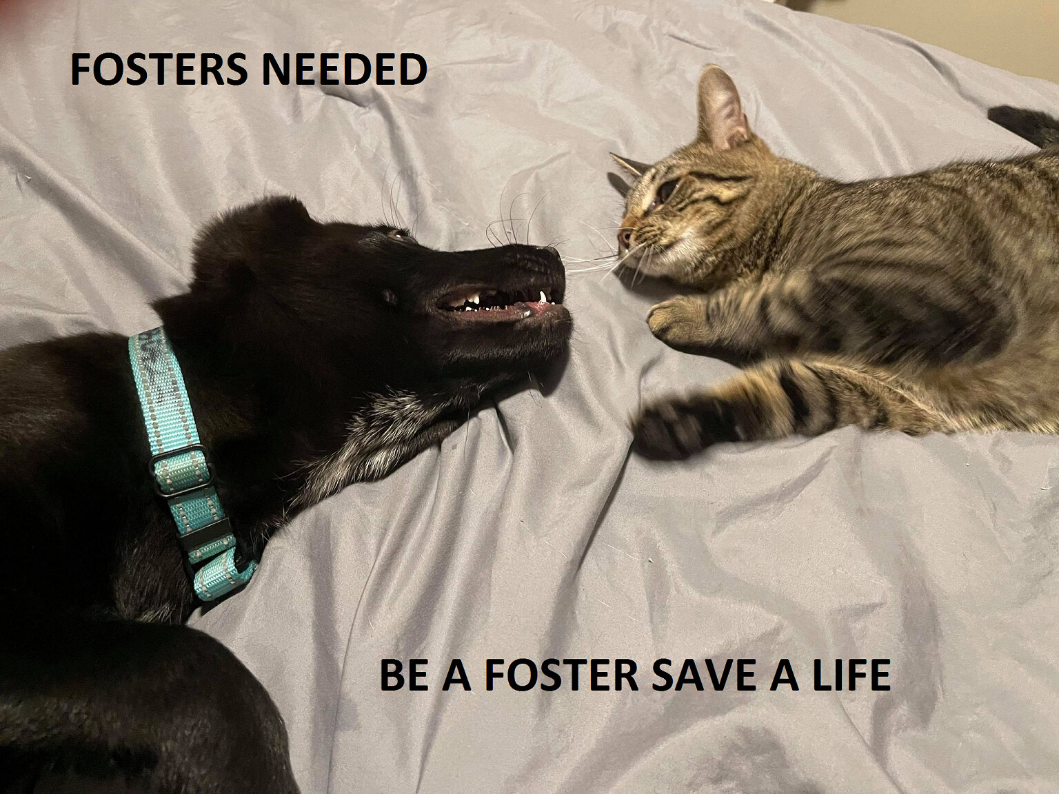 ~FOSTERS  NEEDED, an adoptable German Shepherd Dog in Greeneville, TN, 37743 | Photo Image 1