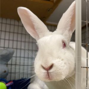 Pearl, Adult Female unknown