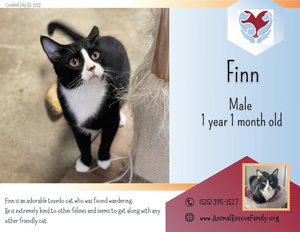 Finn, an adoptable Domestic Short Hair in Algona, IA, 50511 | Photo Image 1