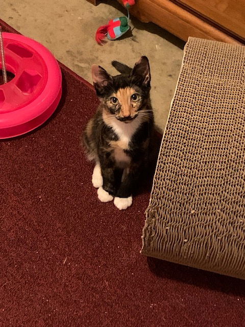 Rudy, an adoptable Tortoiseshell, Calico in Horn Lake, MS, 38637 | Photo Image 1