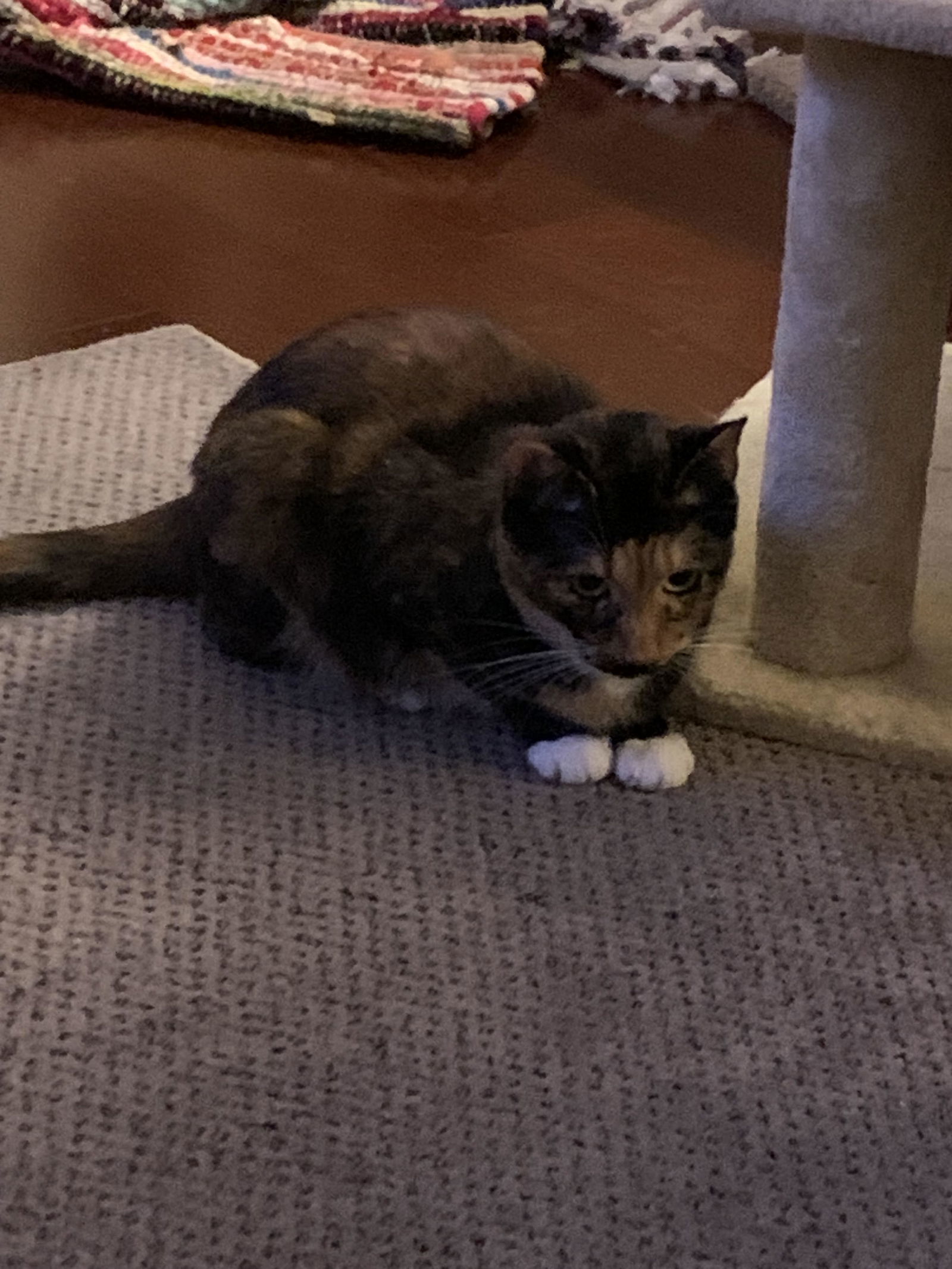 Rudy, an adoptable Tortoiseshell, Calico in Horn Lake, MS, 38637 | Photo Image 3