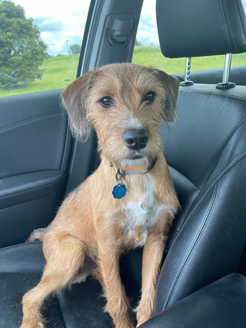 Chase nka Duncan, an adoptable Terrier in Lewiston, ME, 04241 | Photo Image 2