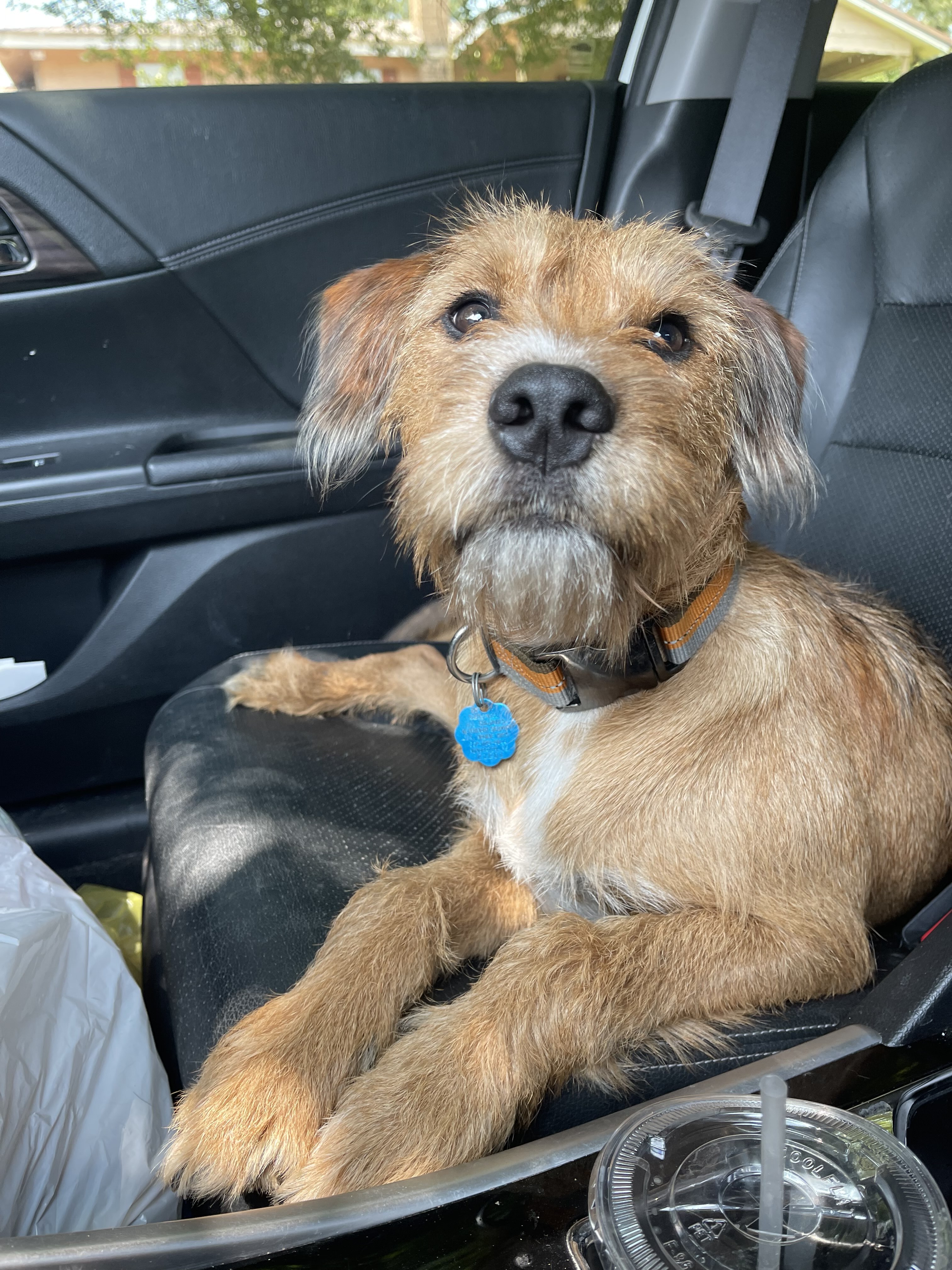 Duncan (fka Chase), an adoptable Terrier in Lewiston, ME, 04241 | Photo Image 4