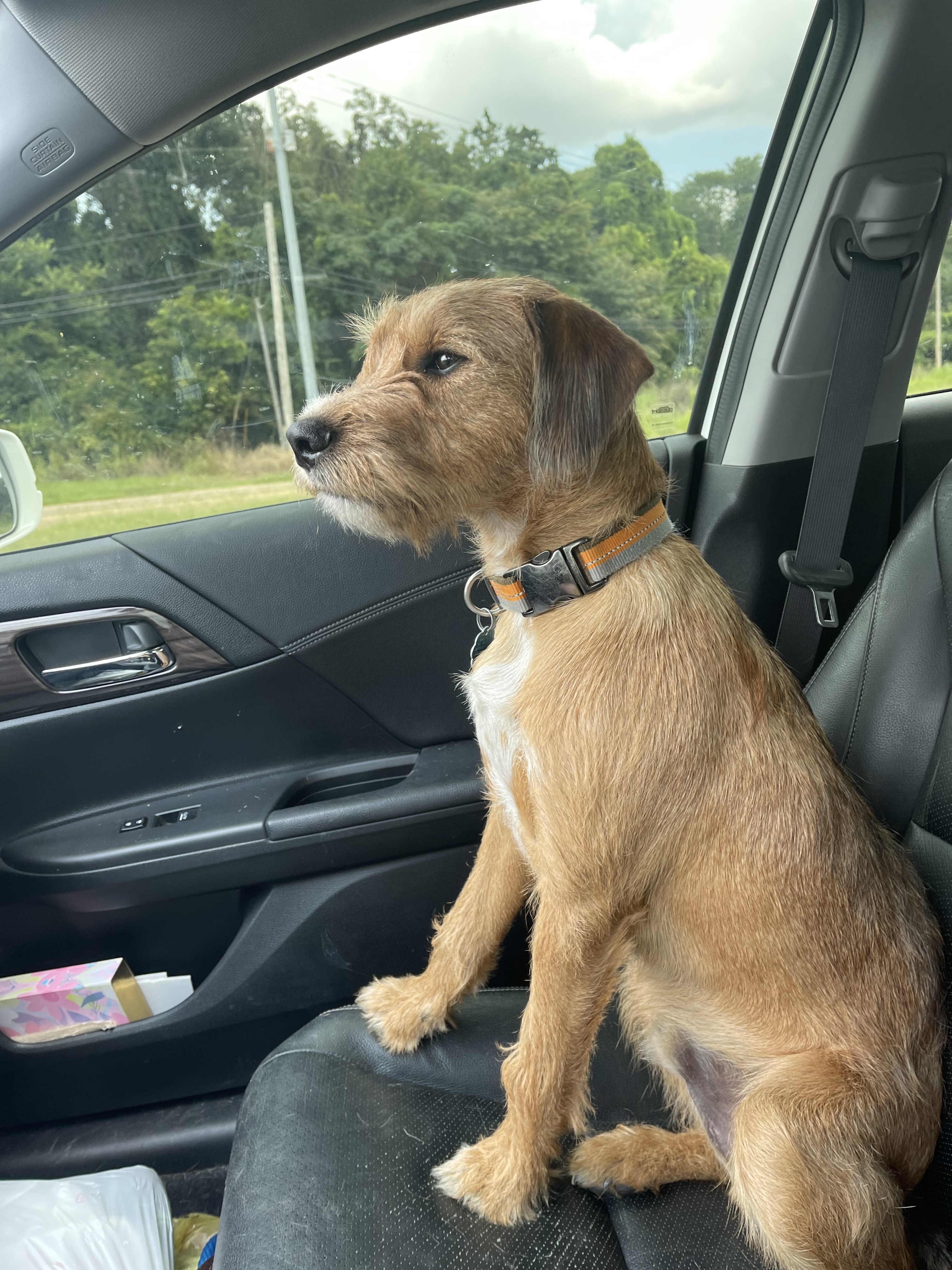 Duncan is in Maine, an adoptable Terrier in Lewiston, ME, 04241 | Photo Image 7