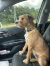 -Duncan is in Maine photo 6