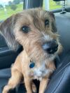 -Duncan is in Maine photo 8