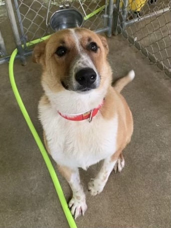 Fritz, an adoptable Shepherd & Smooth Collie Mix in Spencer, IN_image-3