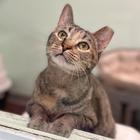 Ash, an adoptable Domestic Short Hair in Port Richey, FL, 34668 | Photo Image 1