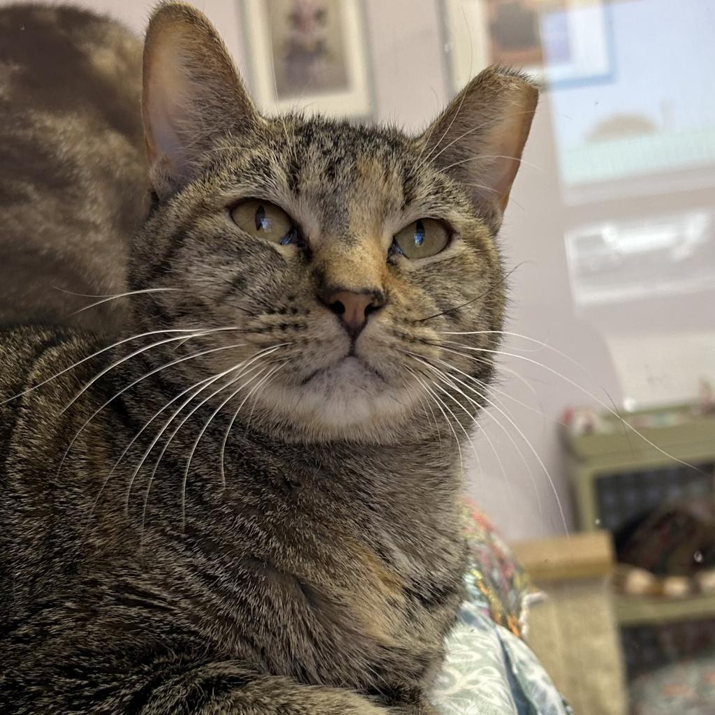 Ash, an adoptable Domestic Short Hair in Port Richey, FL, 34668 | Photo Image 2