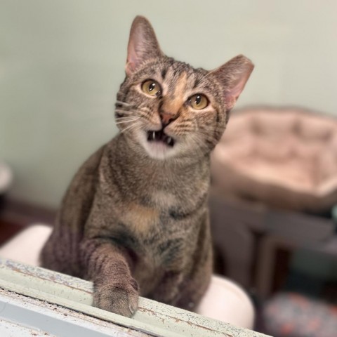 Ash, an adoptable Domestic Short Hair in Port Richey, FL, 34668 | Photo Image 2