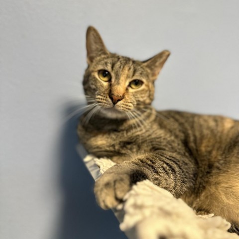 Ash, an adoptable Domestic Short Hair in Port Richey, FL, 34668 | Photo Image 2