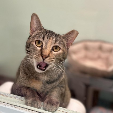 Ash, an adoptable Domestic Short Hair in Port Richey, FL, 34668 | Photo Image 2