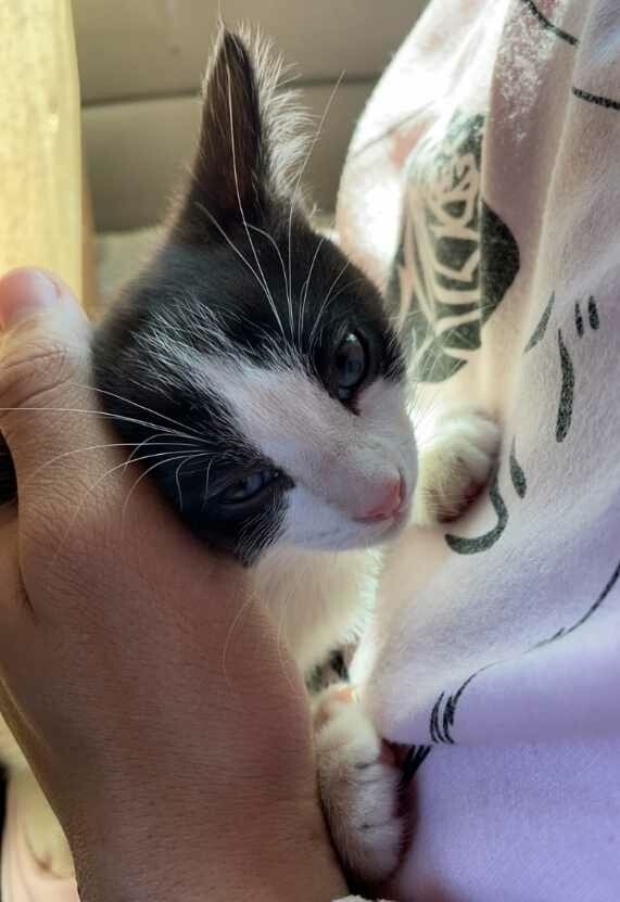 Milky Way, an adoptable Domestic Short Hair in Thatcher, AZ, 85552 | Photo Image 1