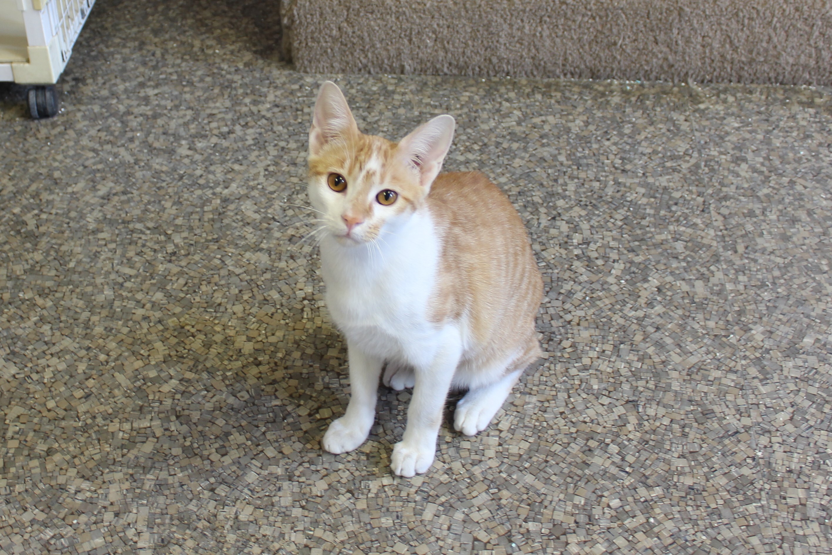 Buster, an adoptable Domestic Short Hair in Memphis, TN, 38119 | Photo Image 2