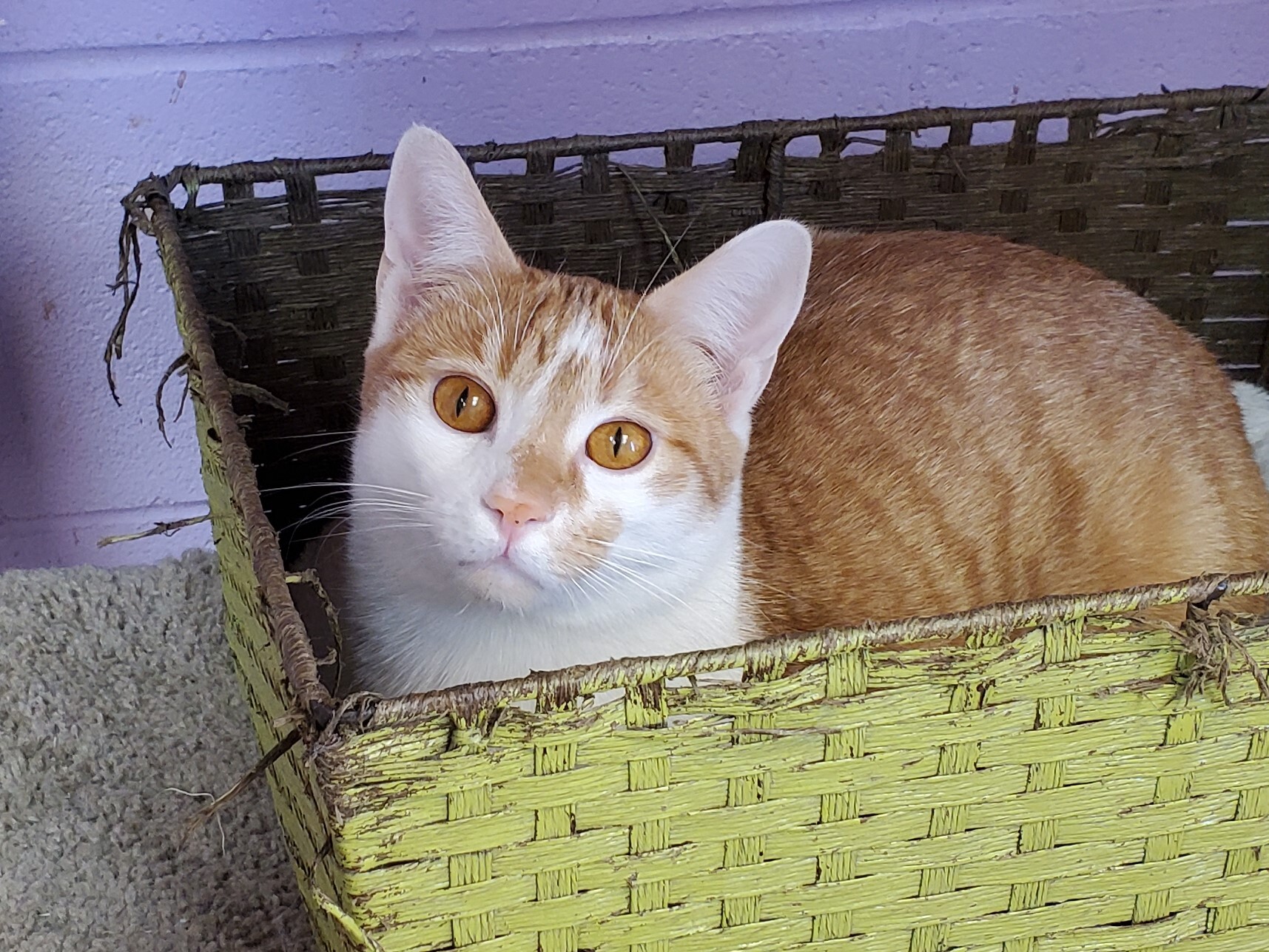 Buster, an adoptable Domestic Short Hair in Memphis, TN, 38119 | Photo Image 1