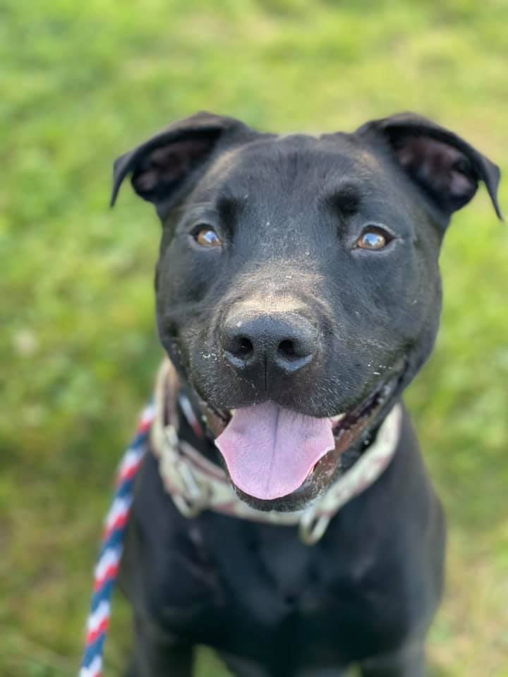 Lincoln, an adoptable Labrador Retriever & Terrier Mix in Lake Odessa, MI_image-1