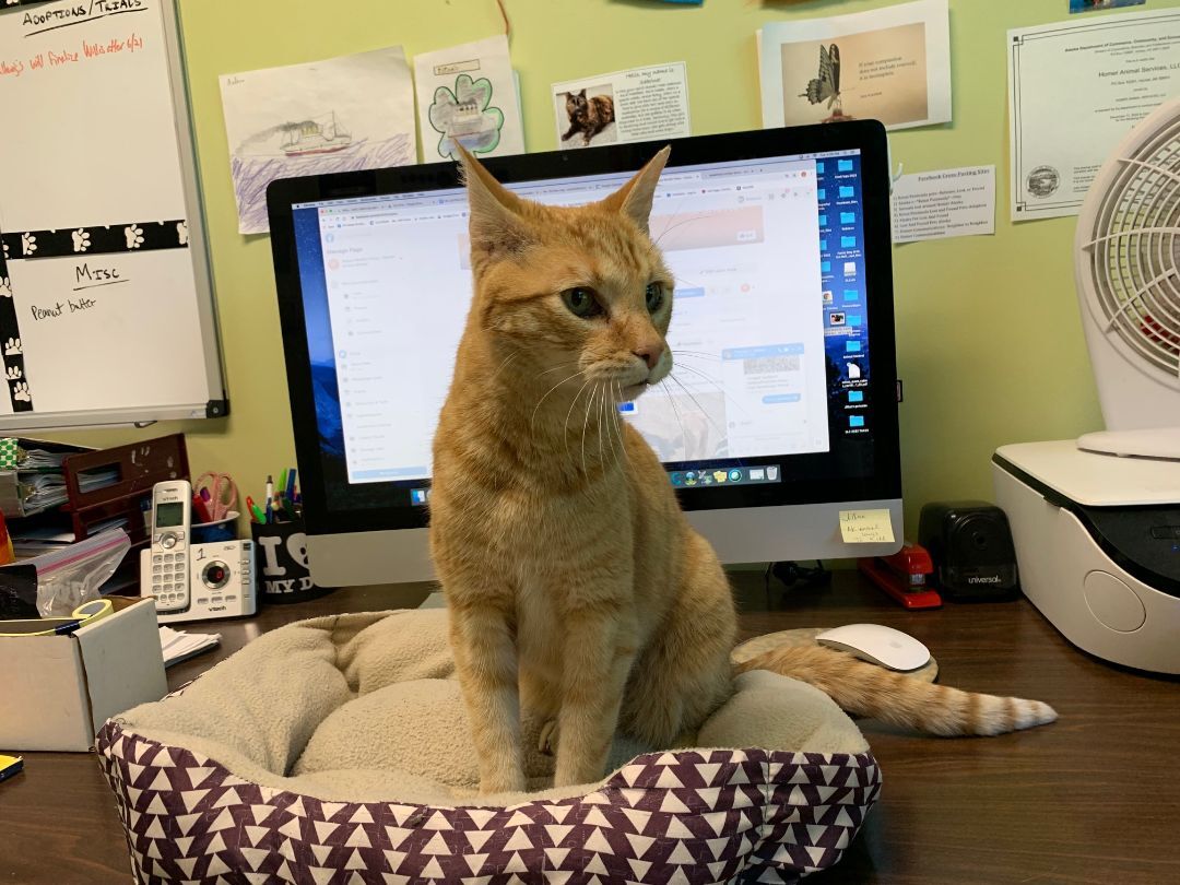 Pumpkin, an adoptable Domestic Short Hair in Homer, AK, 99603 | Photo Image 4