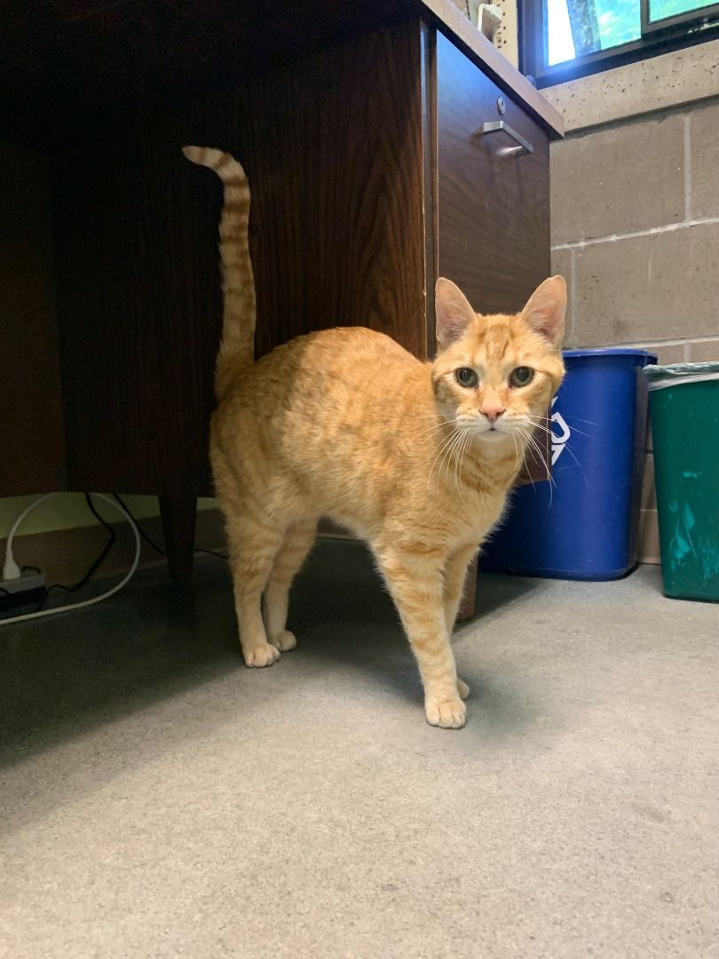 Pumpkin, an adoptable Domestic Short Hair in Homer, AK, 99603 | Photo Image 1