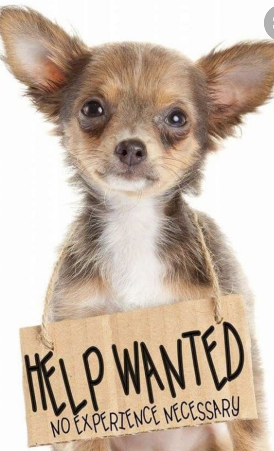 Fosters Needed! This dog is not adoptable or an actual dog., an adoptable Yorkshire Terrier, Maltese in Armada, MI, 48005 | Photo Image 2