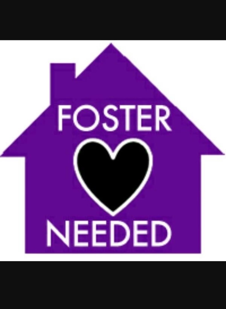 Fosters Needed! This dog is not adoptable or an actual dog., an adoptable Yorkshire Terrier, Maltese in Armada, MI, 48005 | Photo Image 1