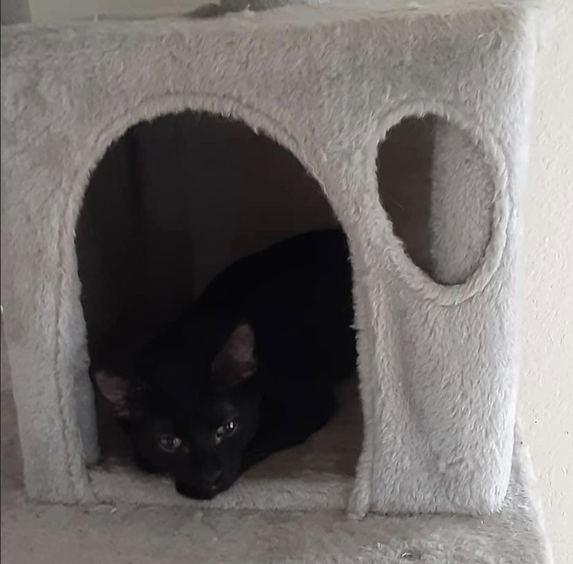 Jax, an adoptable Domestic Short Hair in Cypress, TX, 77433 | Photo Image 2