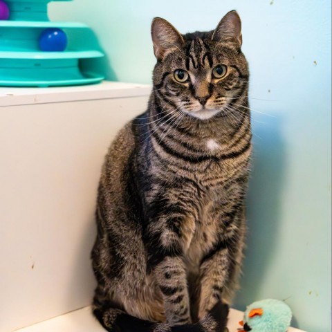 Agnes, an adoptable Domestic Short Hair in Port Richey, FL, 34668 | Photo Image 1