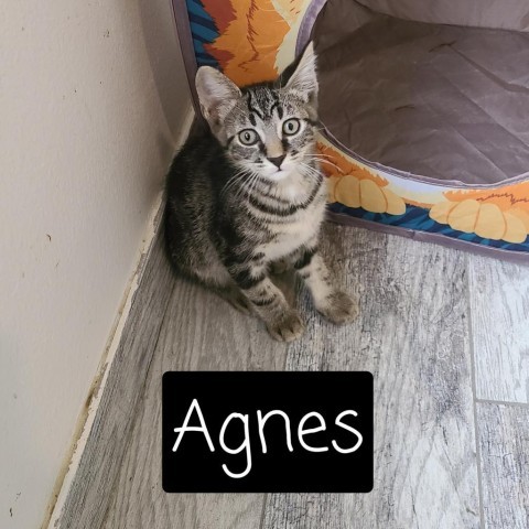 Agnes, an adoptable Domestic Short Hair in Port Richey, FL, 34668 | Photo Image 2