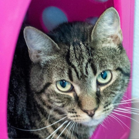 Agnes, an adoptable Domestic Short Hair in Port Richey, FL, 34668 | Photo Image 3