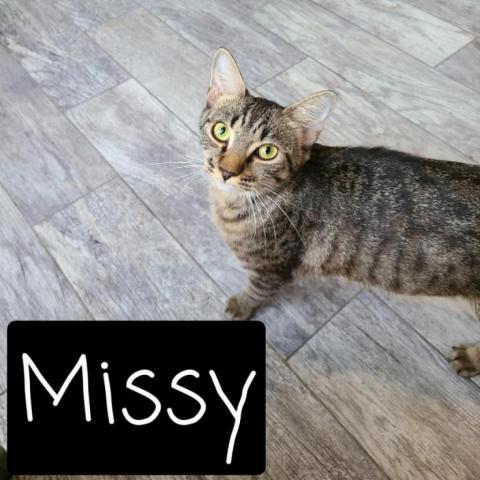 Missy, an adoptable Domestic Short Hair in Port Richey, FL, 34668 | Photo Image 3