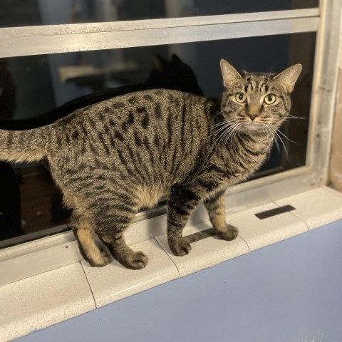 Missy, an adoptable Domestic Short Hair in Port Richey, FL, 34668 | Photo Image 5