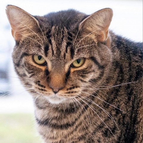 Missy, an adoptable Domestic Short Hair in Port Richey, FL, 34668 | Photo Image 6