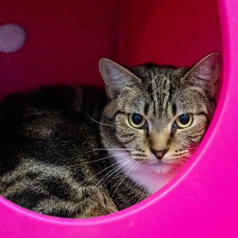 Ethel, an adoptable Domestic Short Hair in Port Richey, FL, 34668 | Photo Image 1