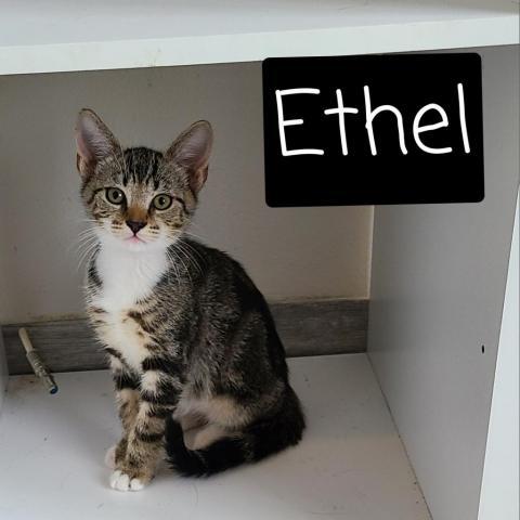 Ethel, an adoptable Domestic Short Hair in Port Richey, FL, 34668 | Photo Image 2