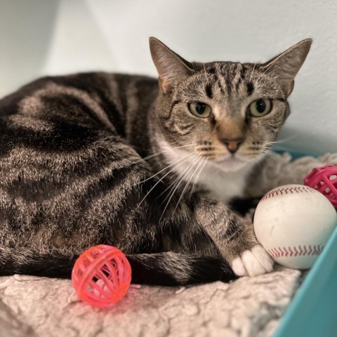 Ethel, an adoptable Domestic Short Hair in Port Richey, FL, 34668 | Photo Image 4