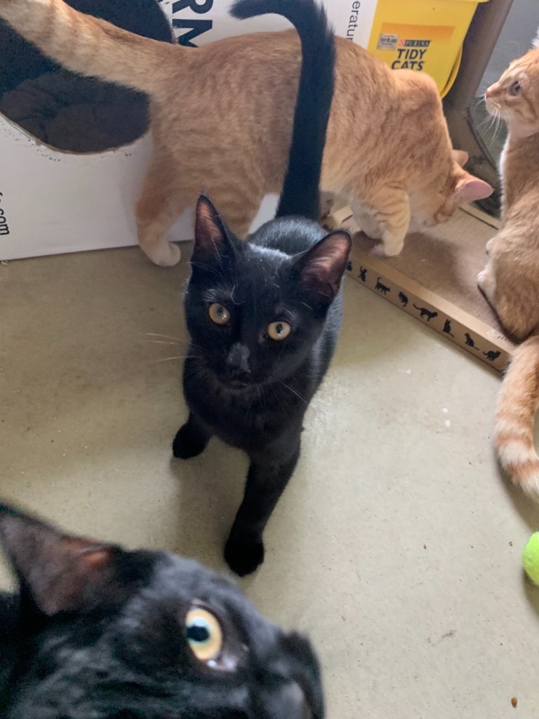 Lou, an adoptable Domestic Short Hair in Portland, IN, 47371 | Photo Image 1